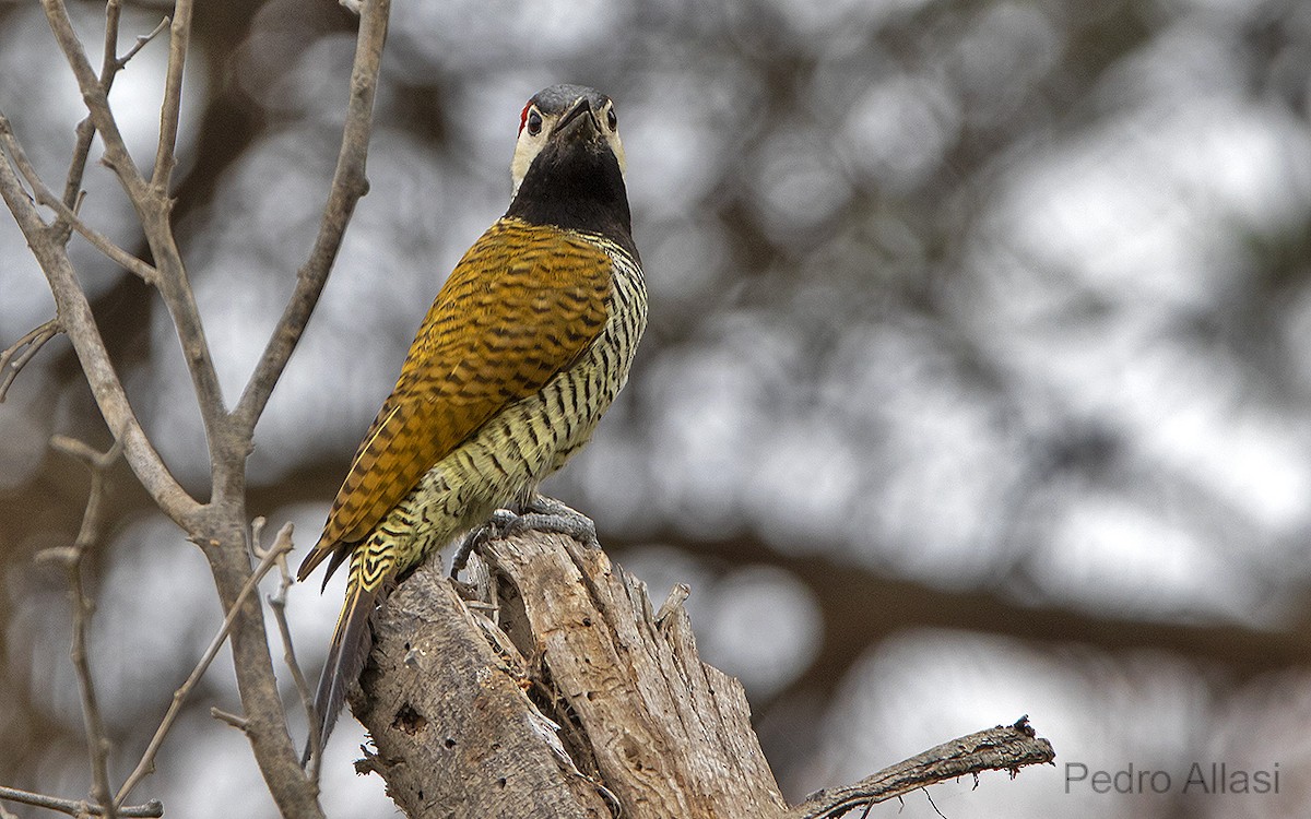 Black-necked Woodpecker - ML296007041
