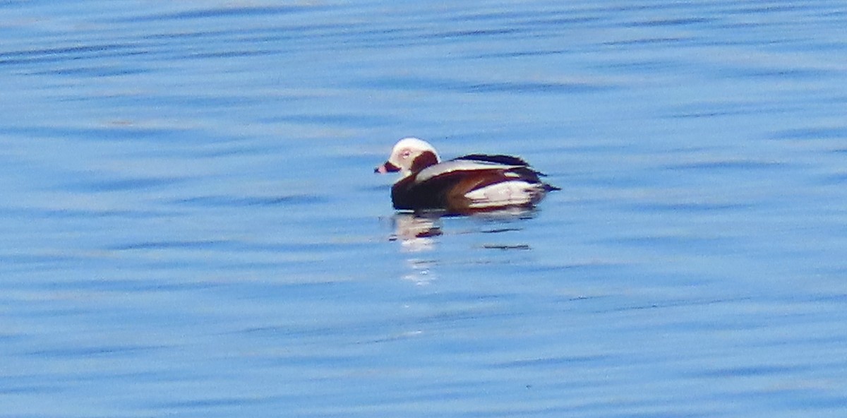 Long-tailed Duck - ML296013361