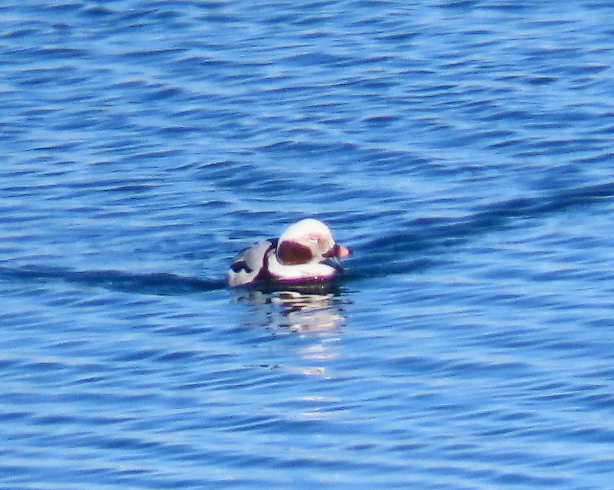 Long-tailed Duck - ML296013381