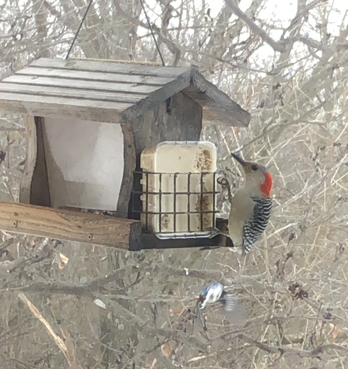 Red-bellied Woodpecker - Delores Ranshaw