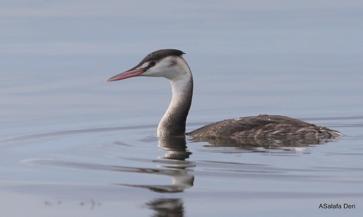 Great Crested Grebe - ML296017721
