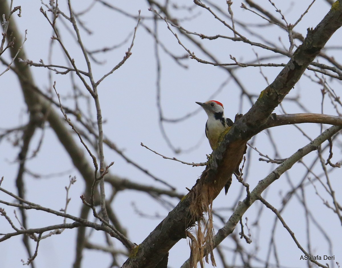 Middle Spotted Woodpecker - ML296019731