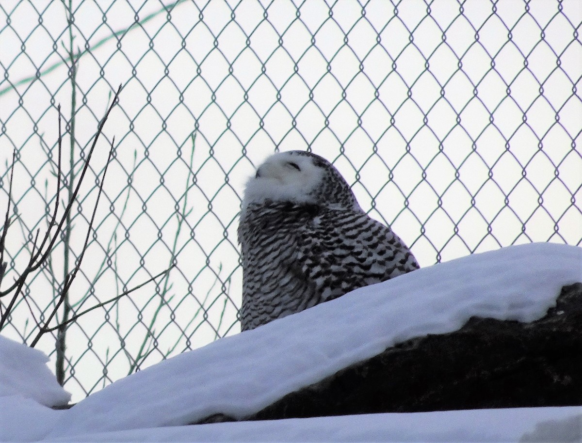 Snowy Owl - ML296020301