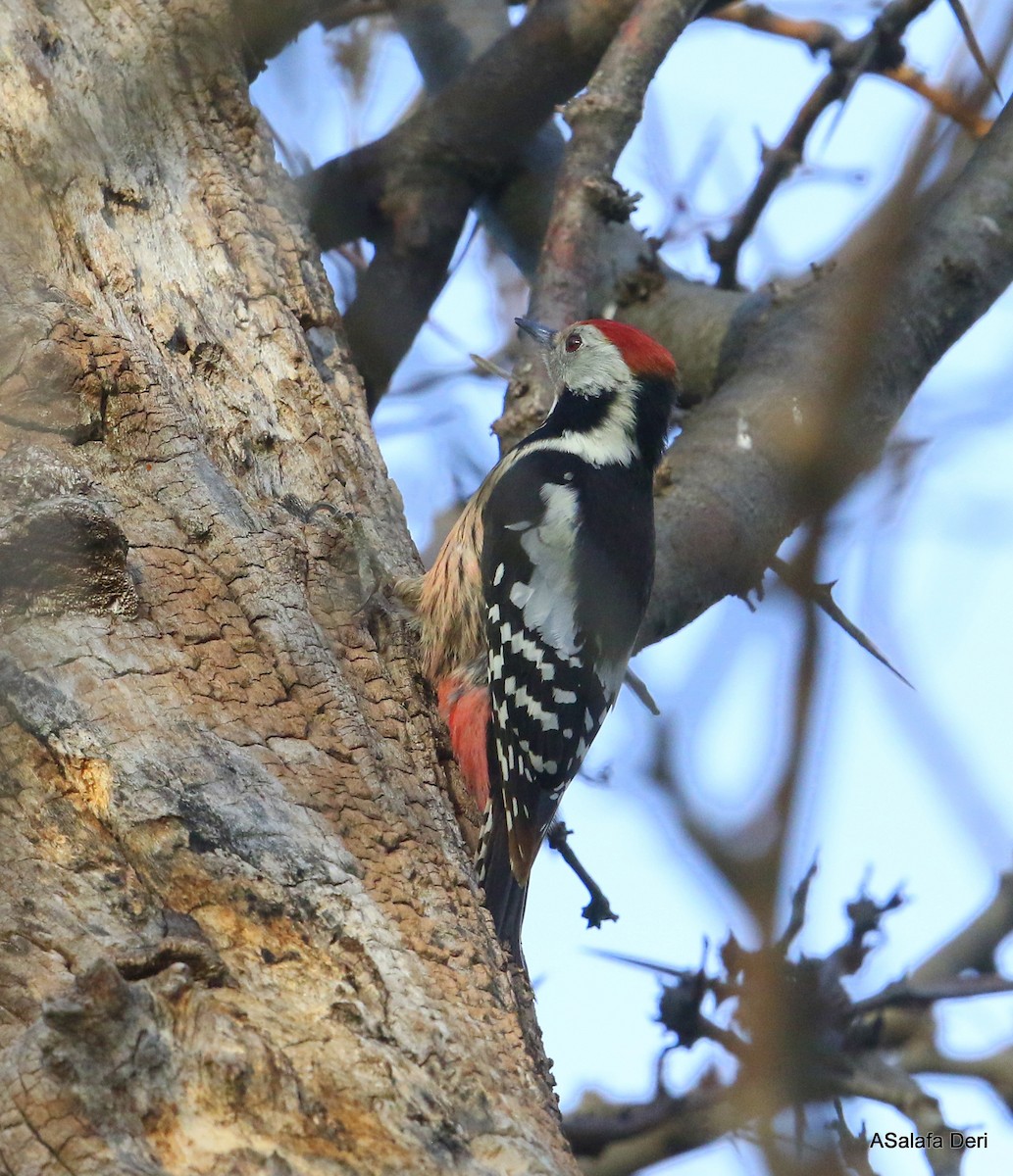 Middle Spotted Woodpecker - ML296021191
