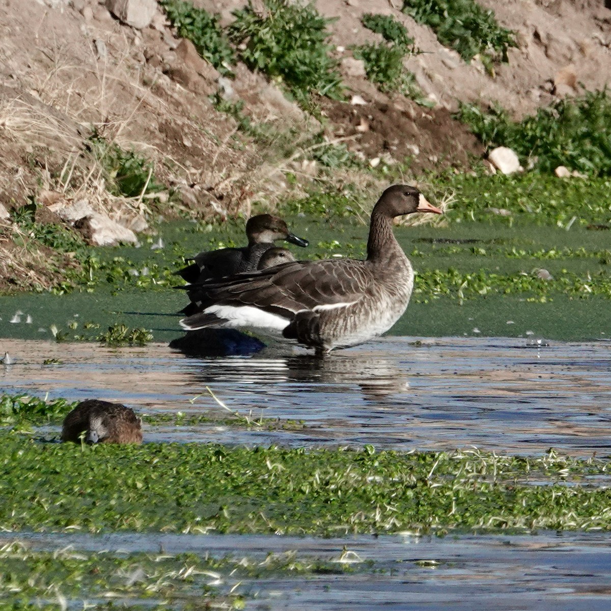 Greater White-fronted Goose - Curtis Smith