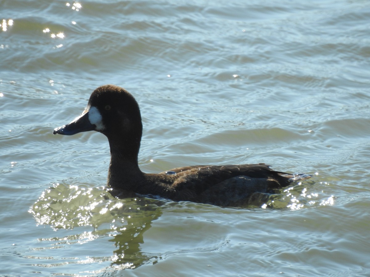 Greater Scaup - ML296023651