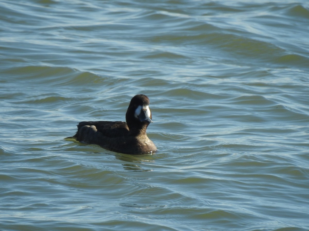 Greater Scaup - ML296024941