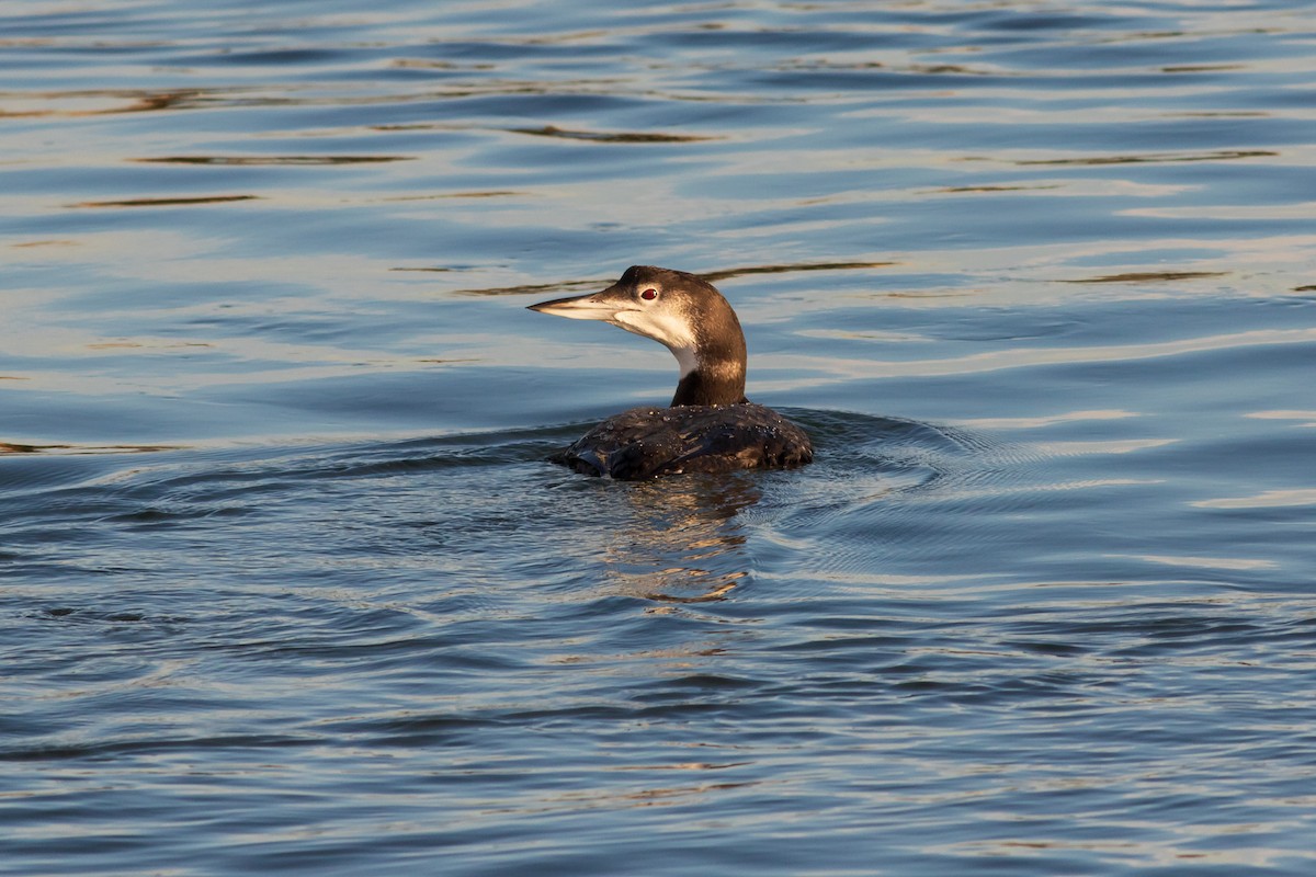 Common Loon - Timothy Graves