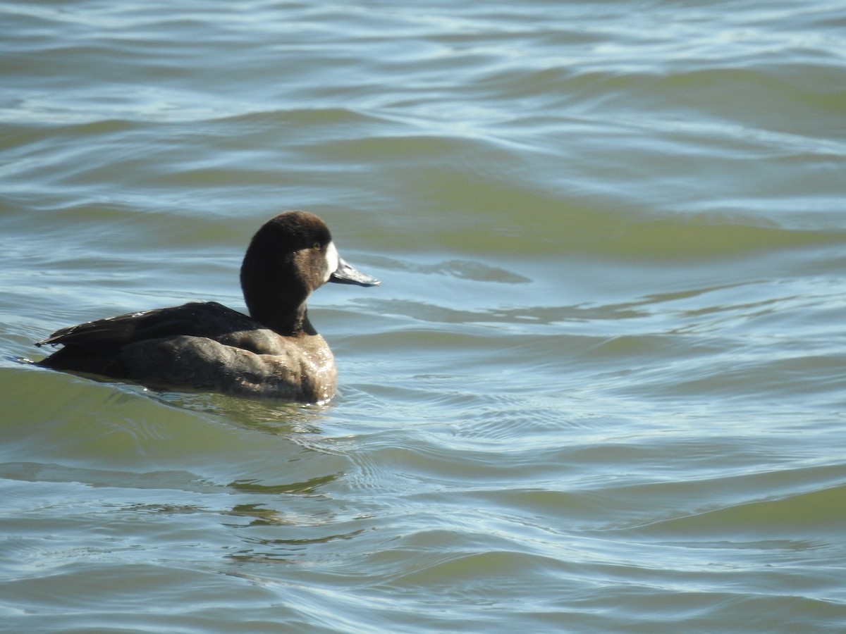 Greater Scaup - ML296025311