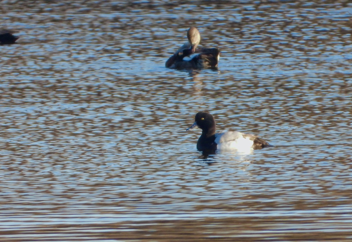 Greater Scaup - ML296027631