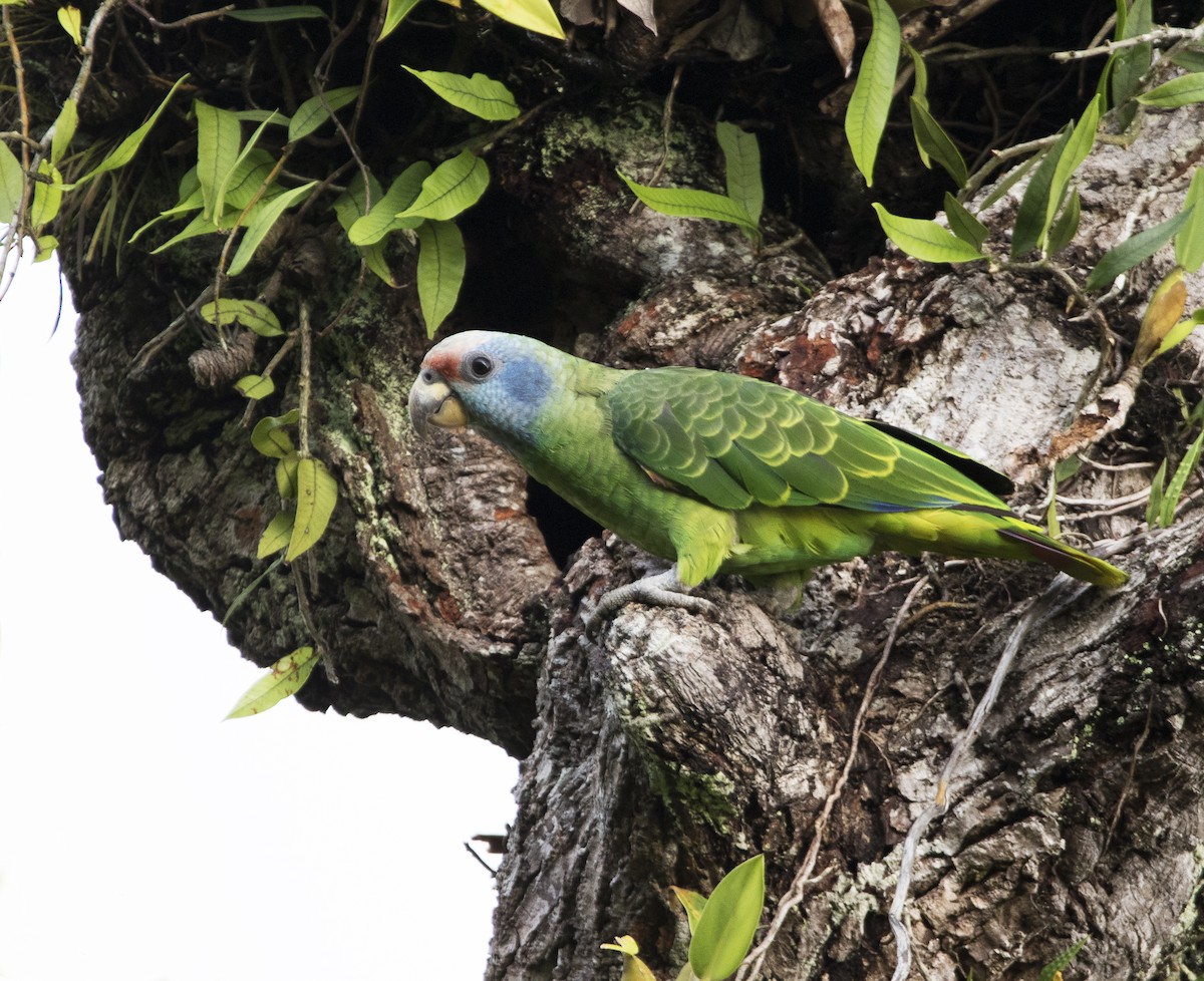 Red-tailed Parrot - ML296028461