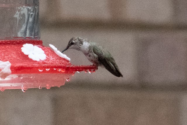 Black-chinned Hummingbird - ML296037261