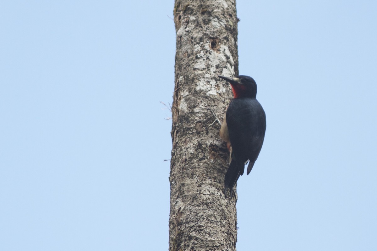 Puerto Rican Woodpecker - ML29604531
