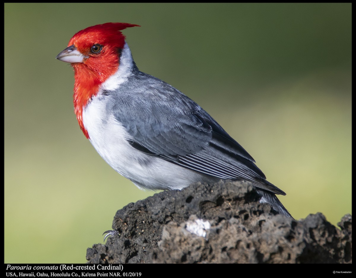 Red-crested Cardinal - ML296045401