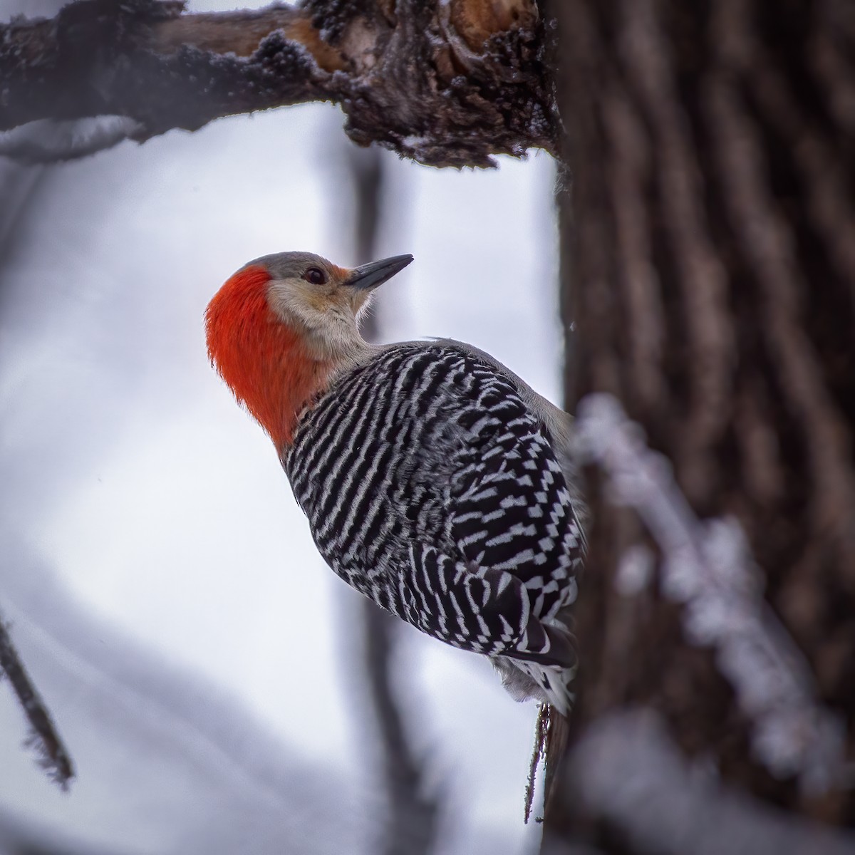 Red-bellied Woodpecker - ML296054501