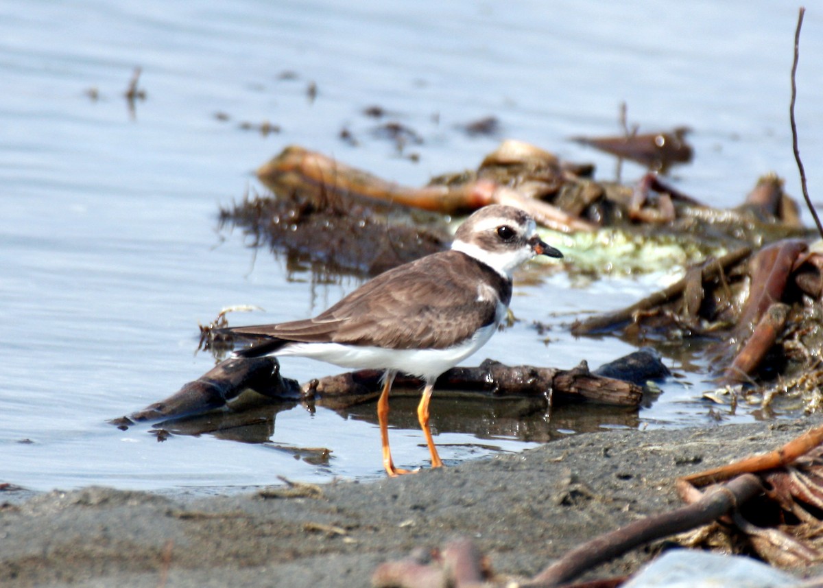 Semipalmated Plover - Angela Conry