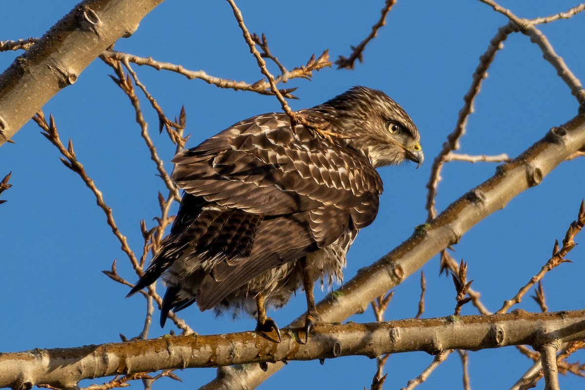Red-tailed Hawk - ML296056251