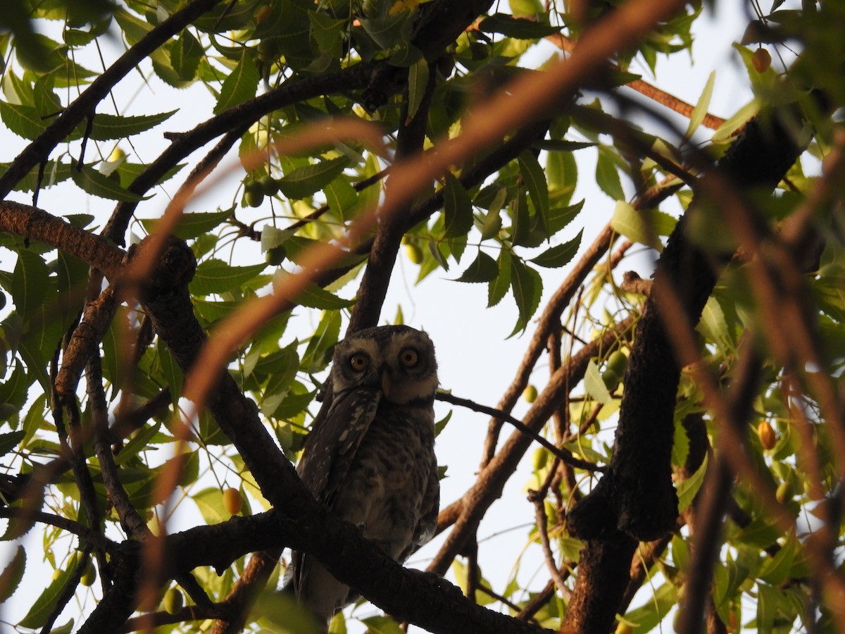 Spotted Owlet - Rajendra Gadgil