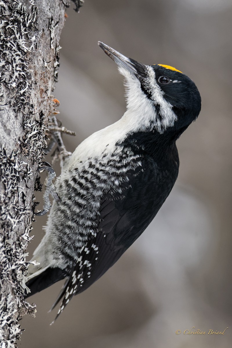 Black-backed Woodpecker - ML296061851