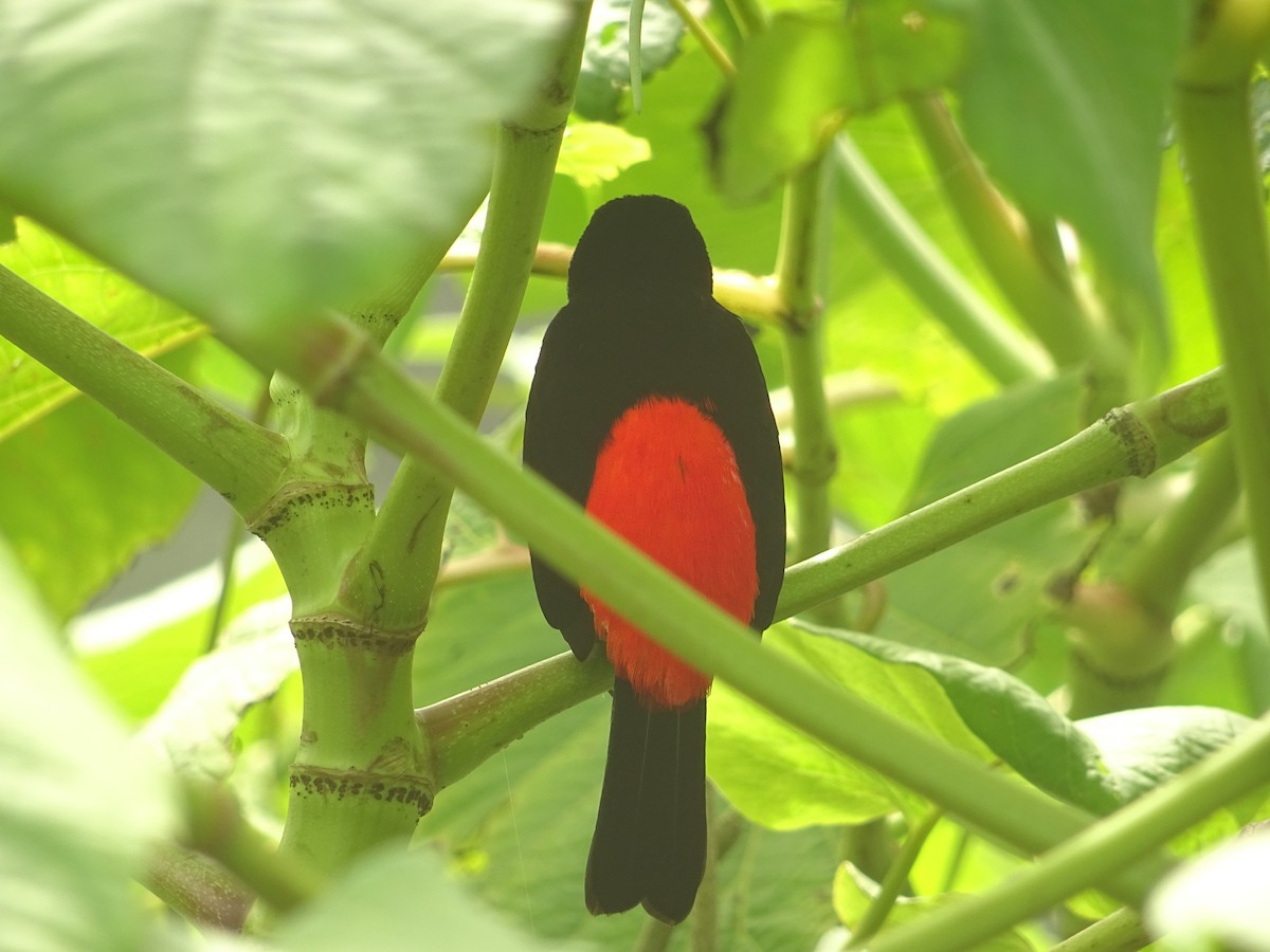 Scarlet-rumped Tanager - ML296065871