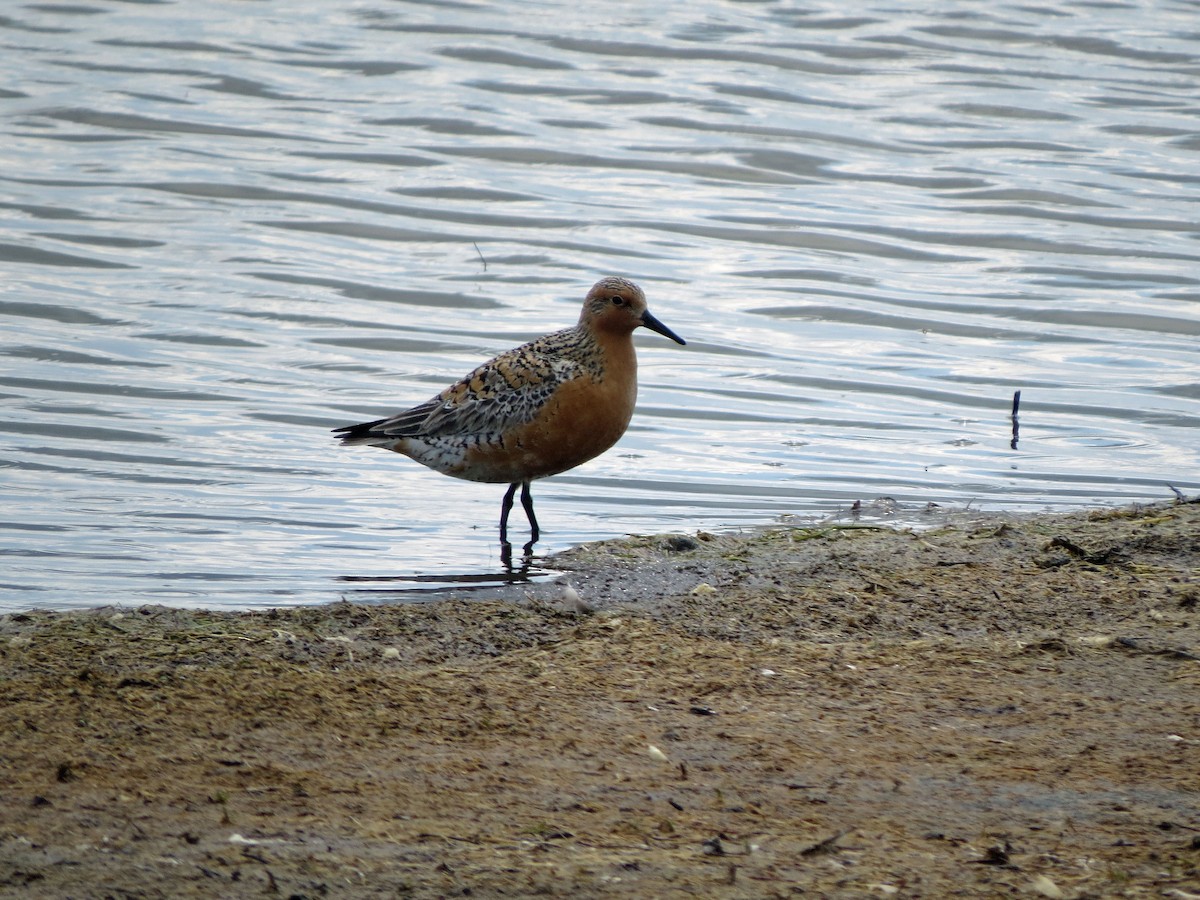 Red Knot - ML29606831