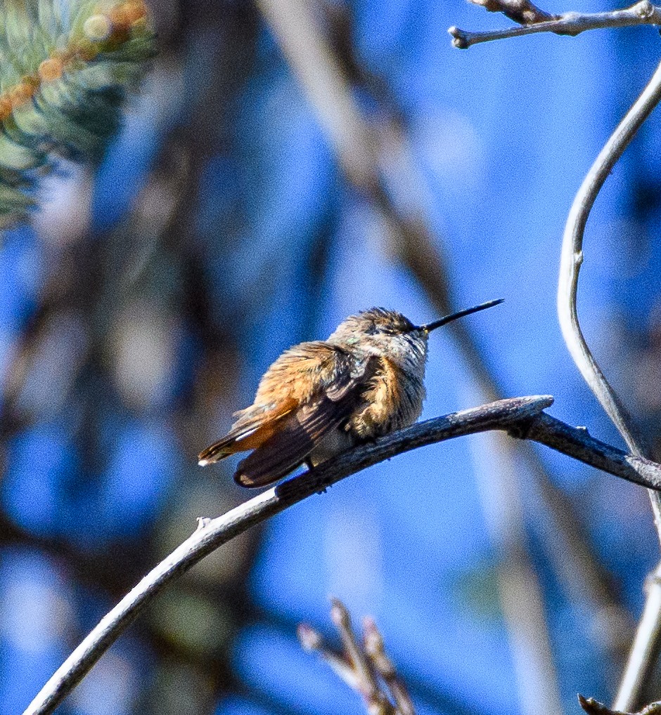 Allen's Hummingbird - Peter DeStefano