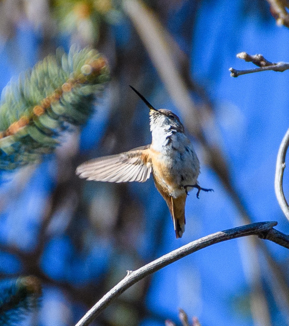 Allen's Hummingbird - Peter DeStefano