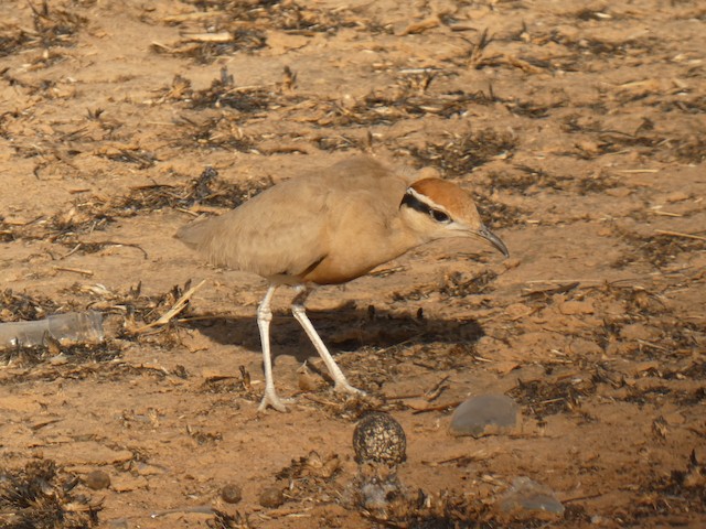 Nest. - Temminck's Courser - 