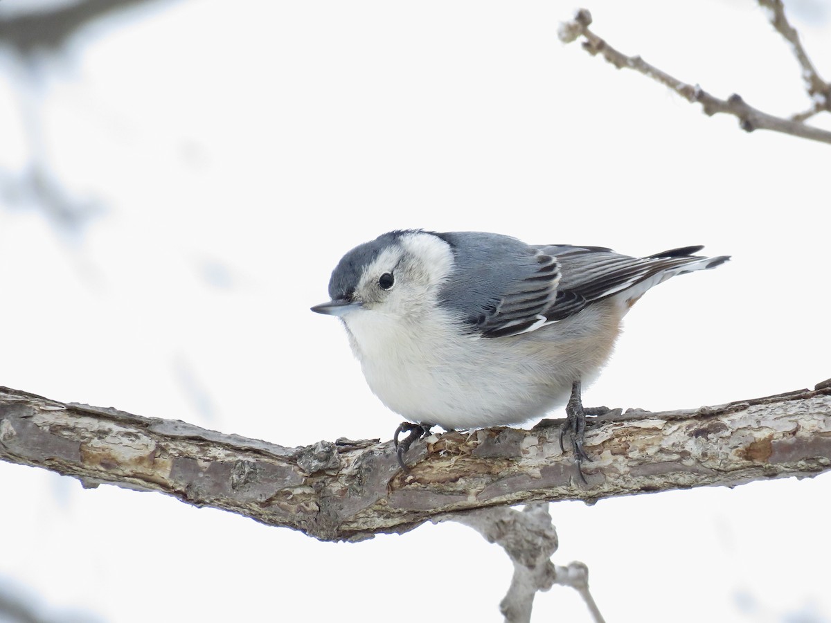 White-breasted Nuthatch - Dana Sterner