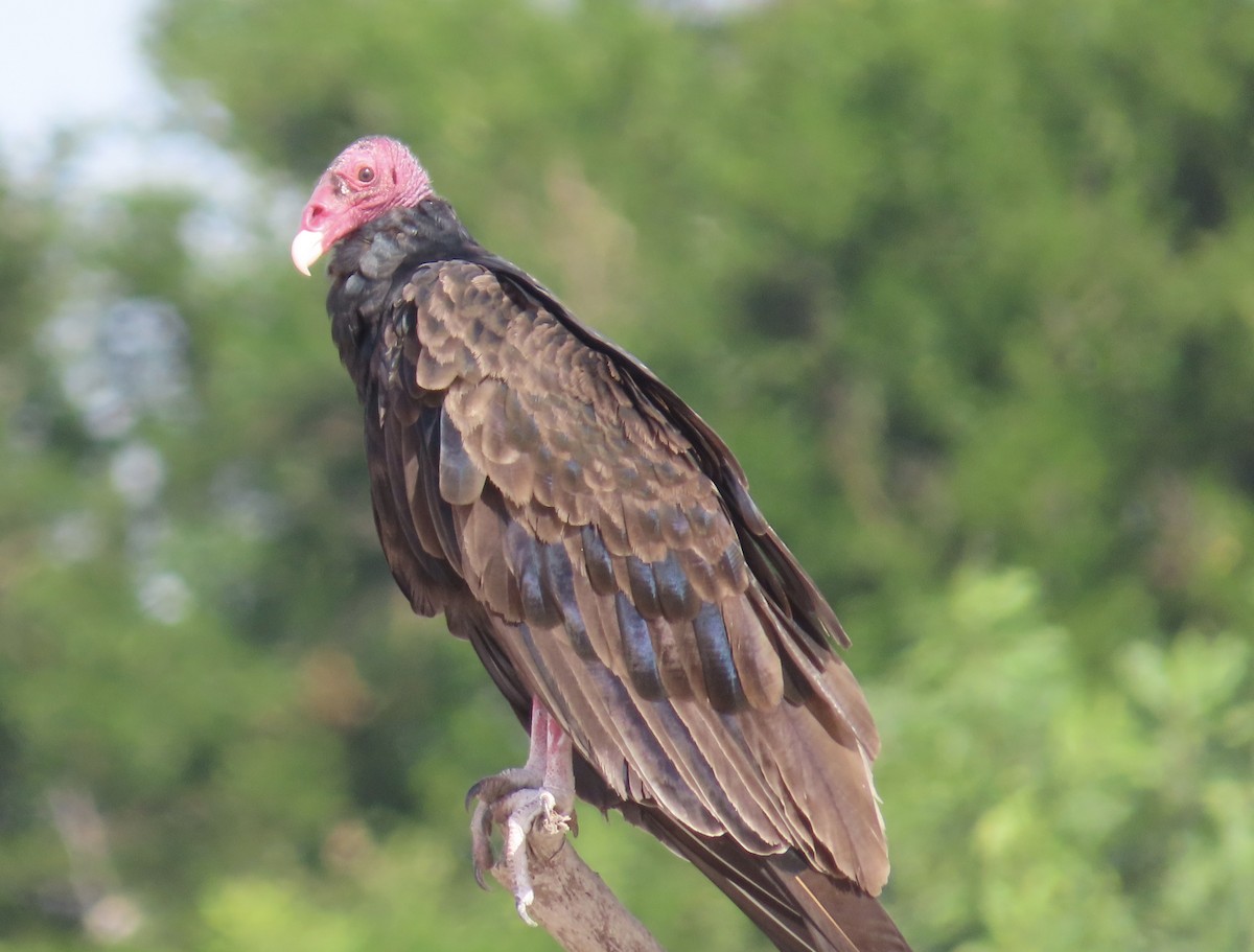 Turkey Vulture - ML296093911