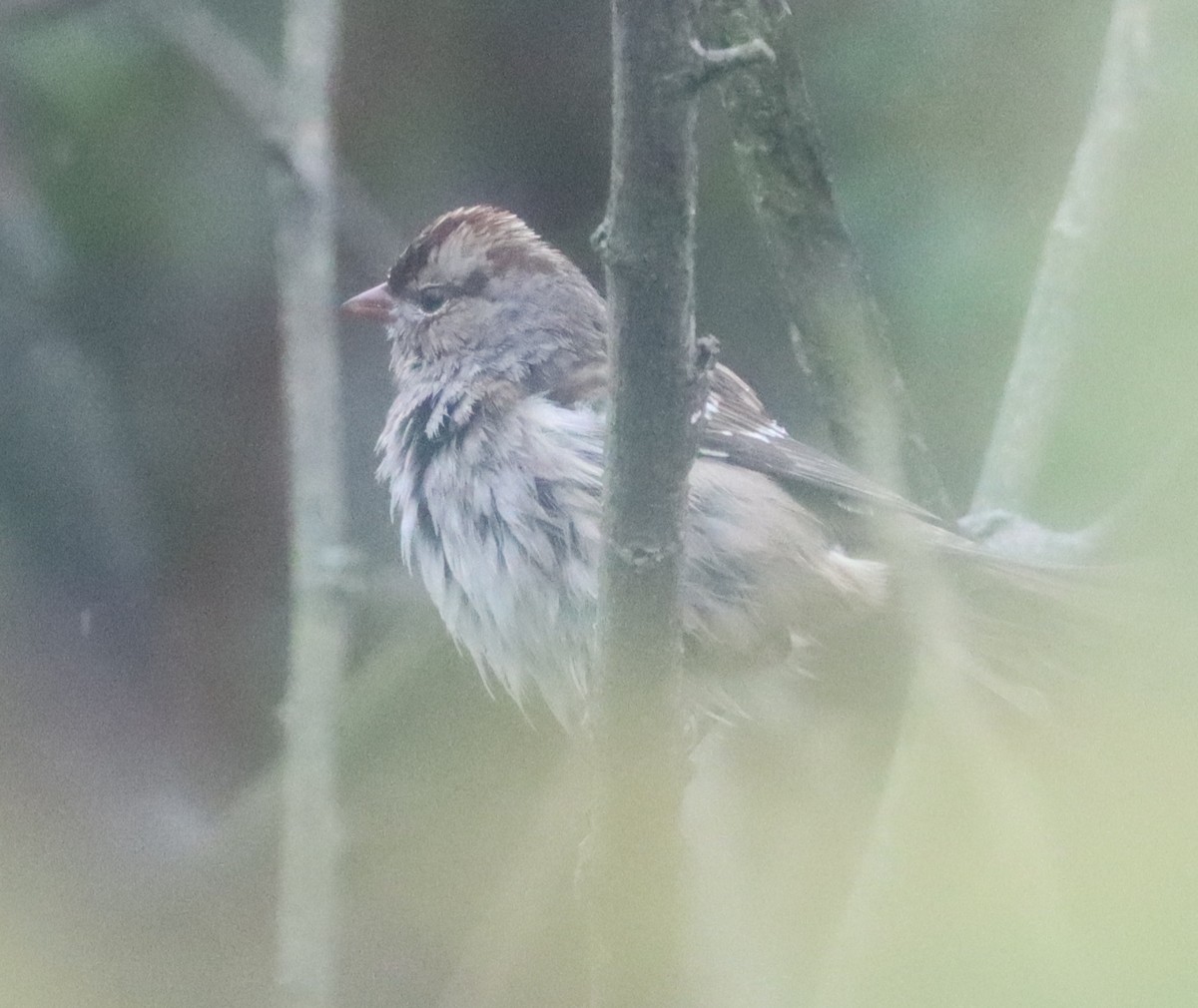 White-crowned Sparrow - Matthew Sarver