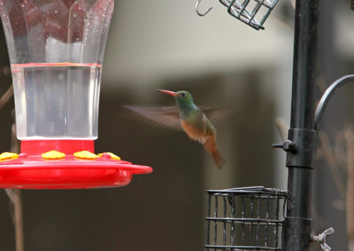 Buff-bellied Hummingbird - Michael Boatwright