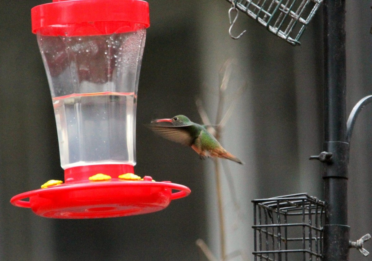 Buff-bellied Hummingbird - ML296096761