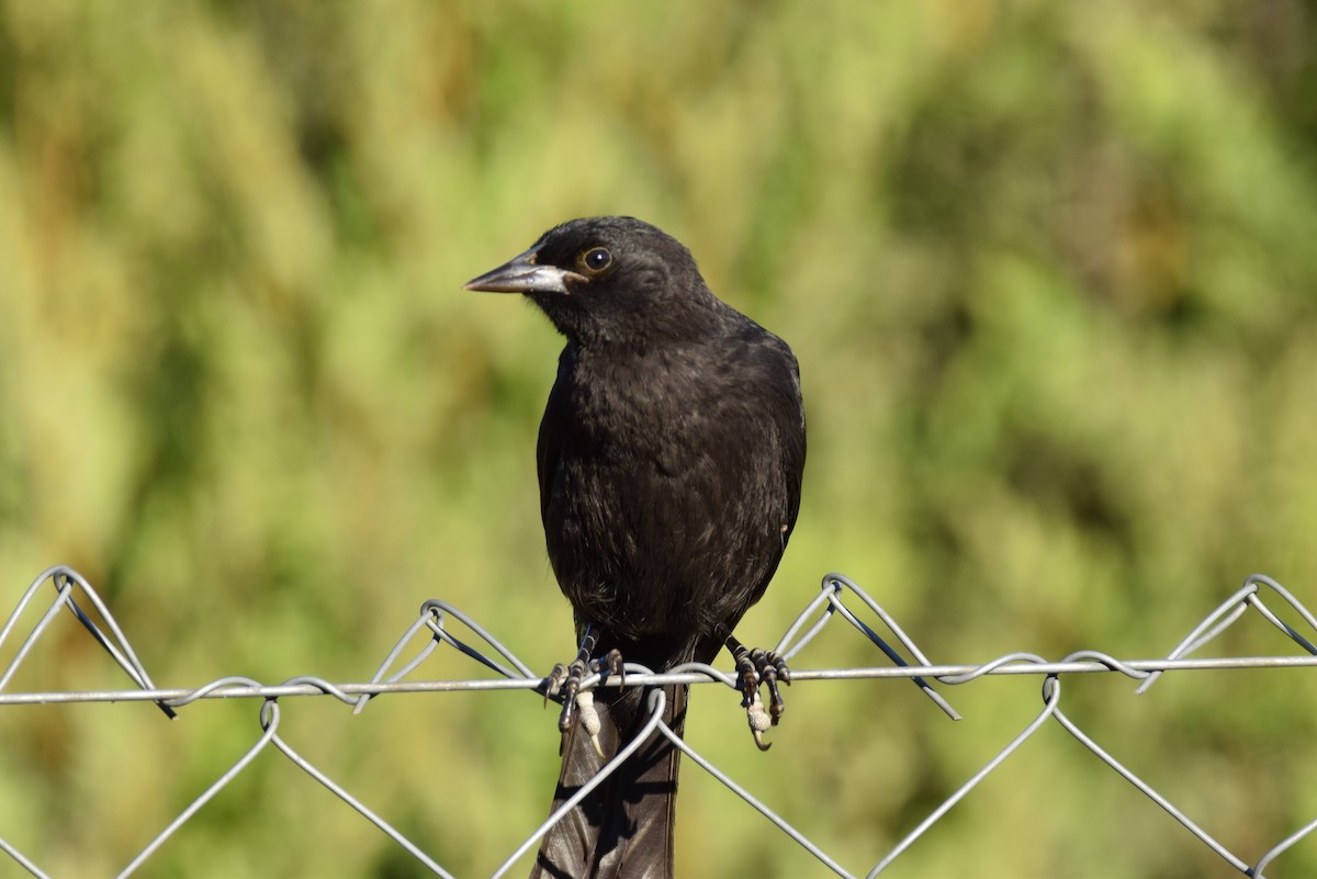 Austral Blackbird - ML296097351