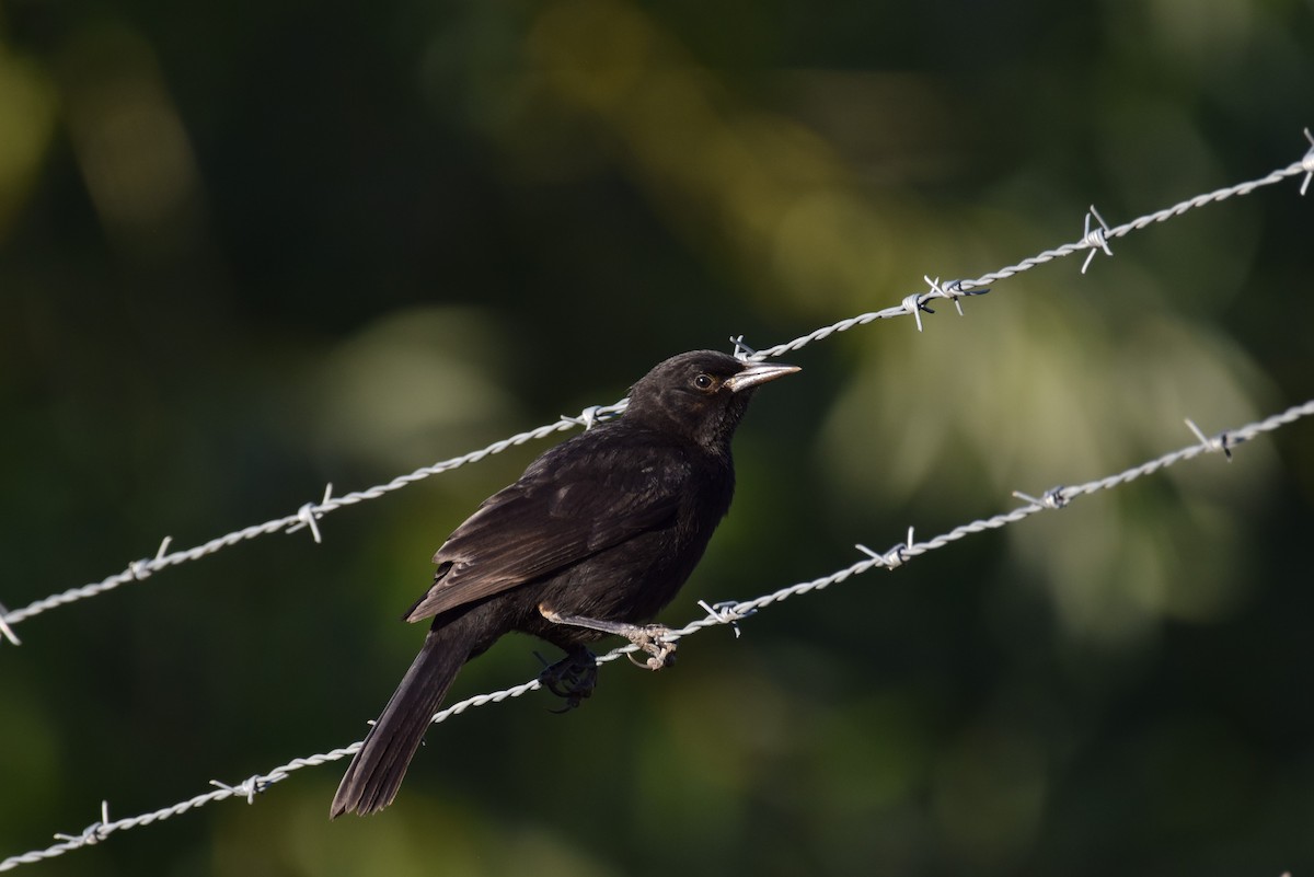 Austral Blackbird - Victor Hugo Michelini