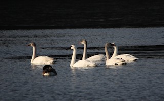 Tundra Swan (Whistling), ML296100941