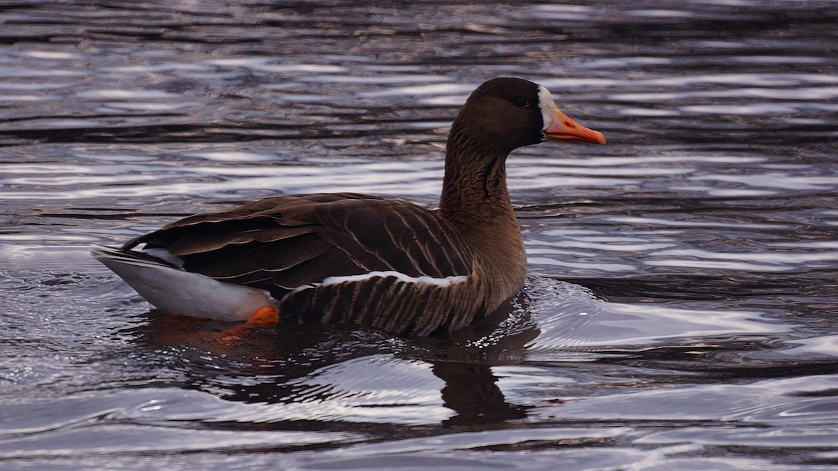 Greater White-fronted Goose - ML296103431