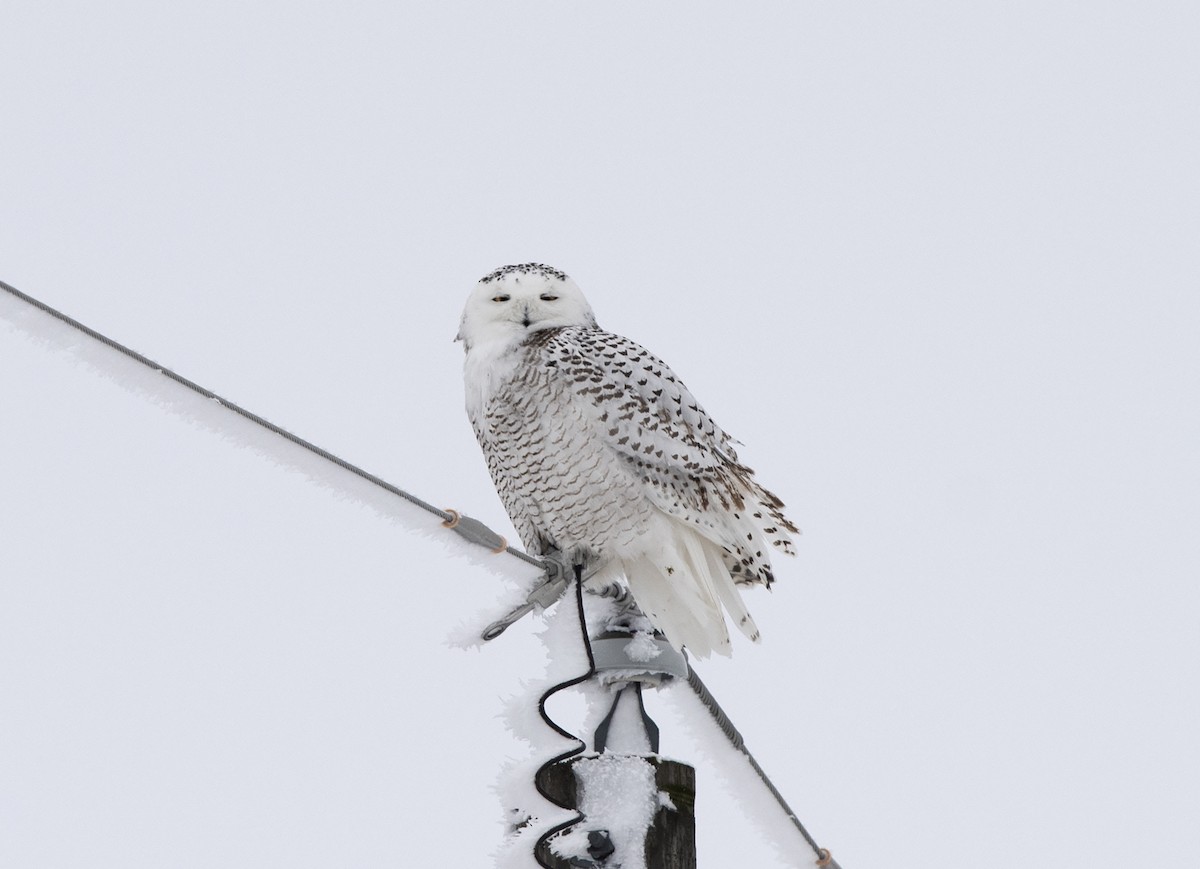Snowy Owl - Deborah Dohne