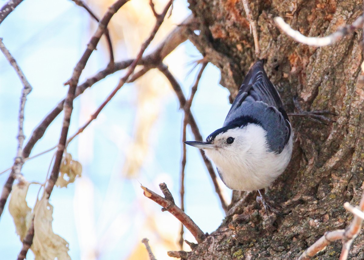 White-breasted Nuthatch - Alex George