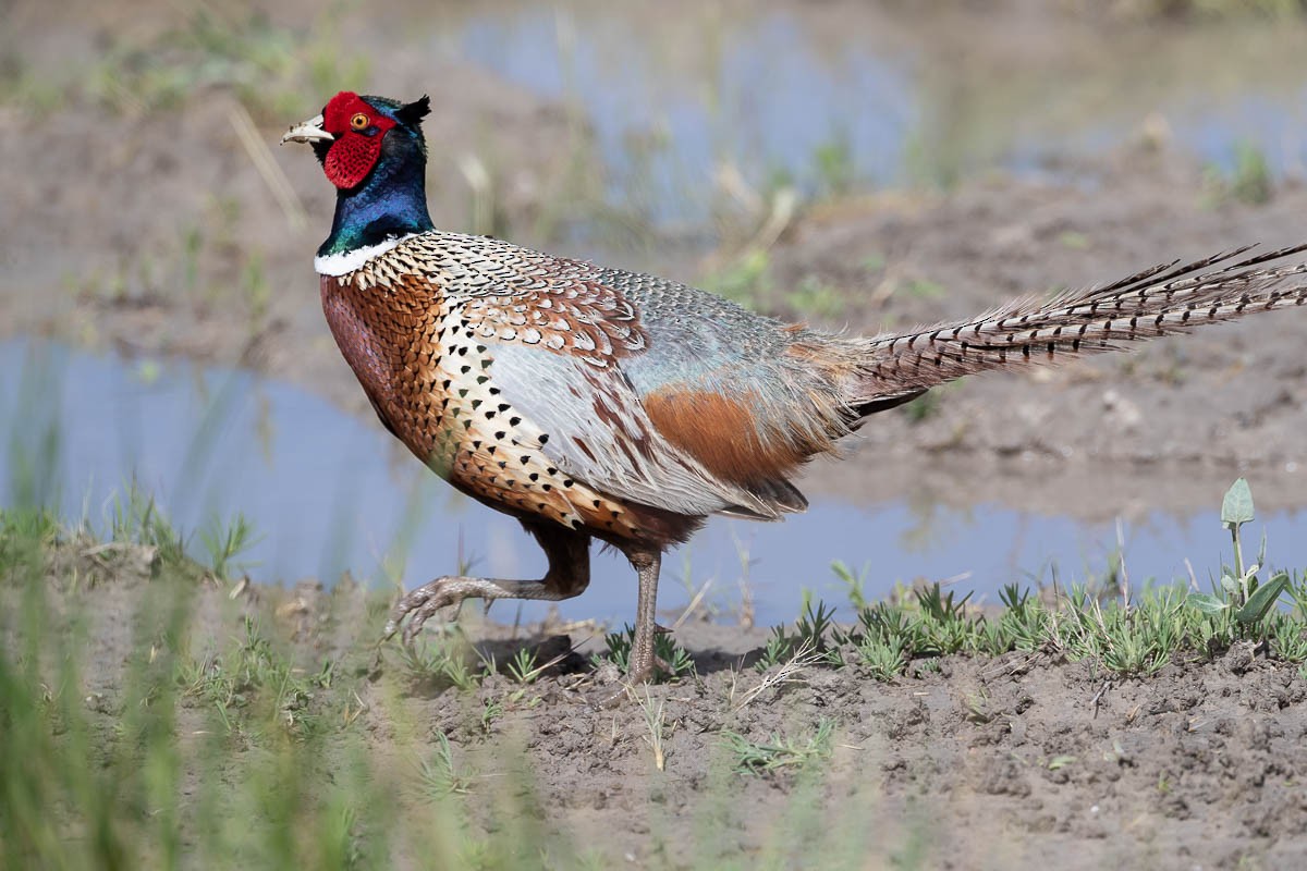 Ring-necked Pheasant - Ron Horn