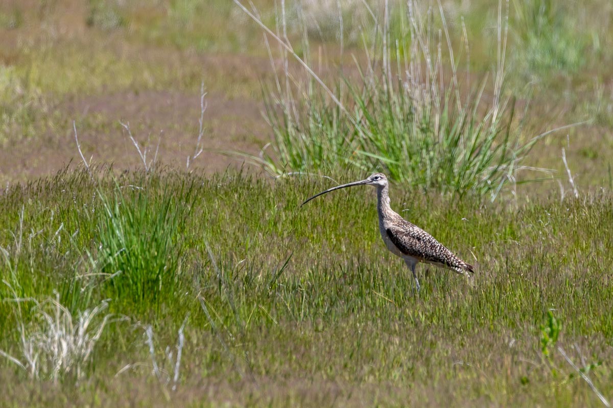Long-billed Curlew - ML296121061
