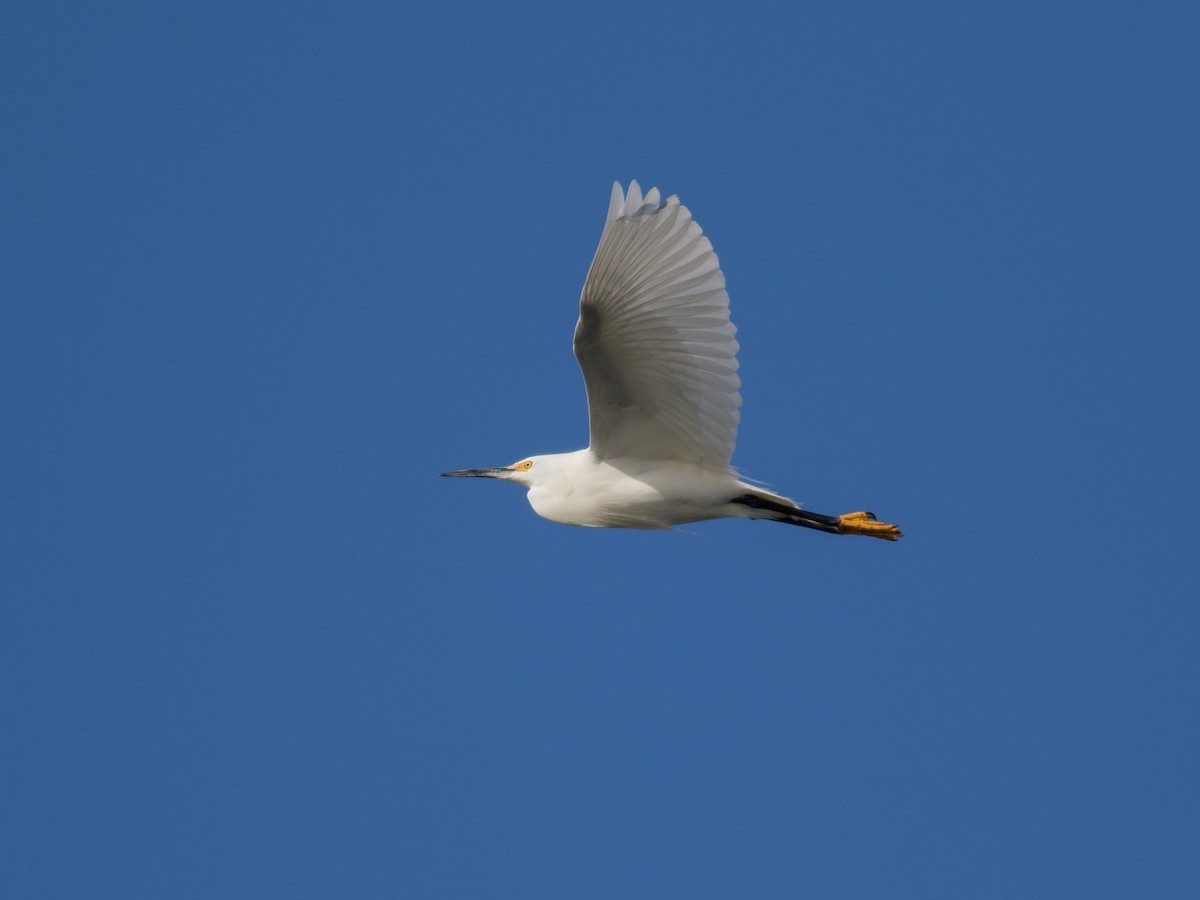 Snowy Egret - matthew sabatine