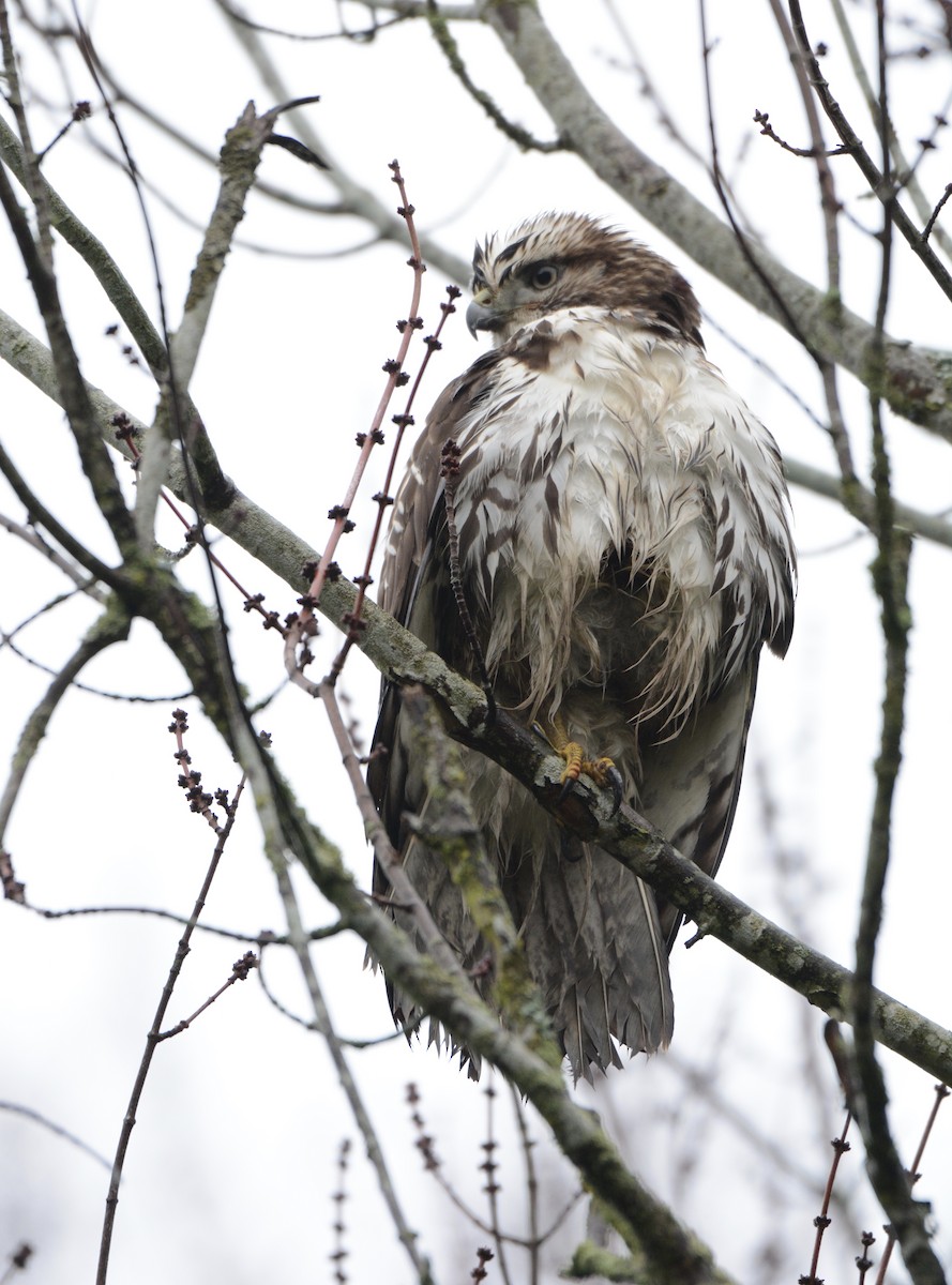 Red-tailed Hawk (Harlan's) - Bridget Spencer