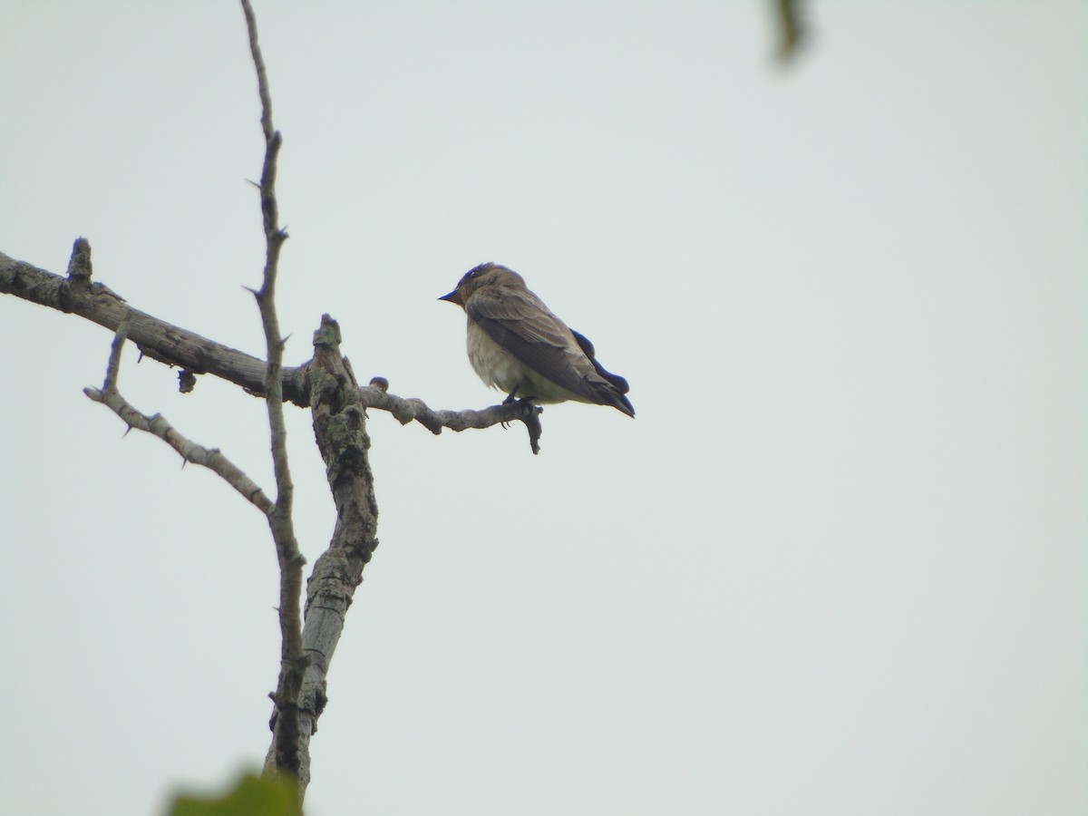 Southern Rough-winged Swallow - ML296137951