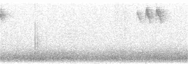 Chevêchette australe - ML296140241