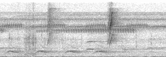 Кадук плямистохвостий - ML29615