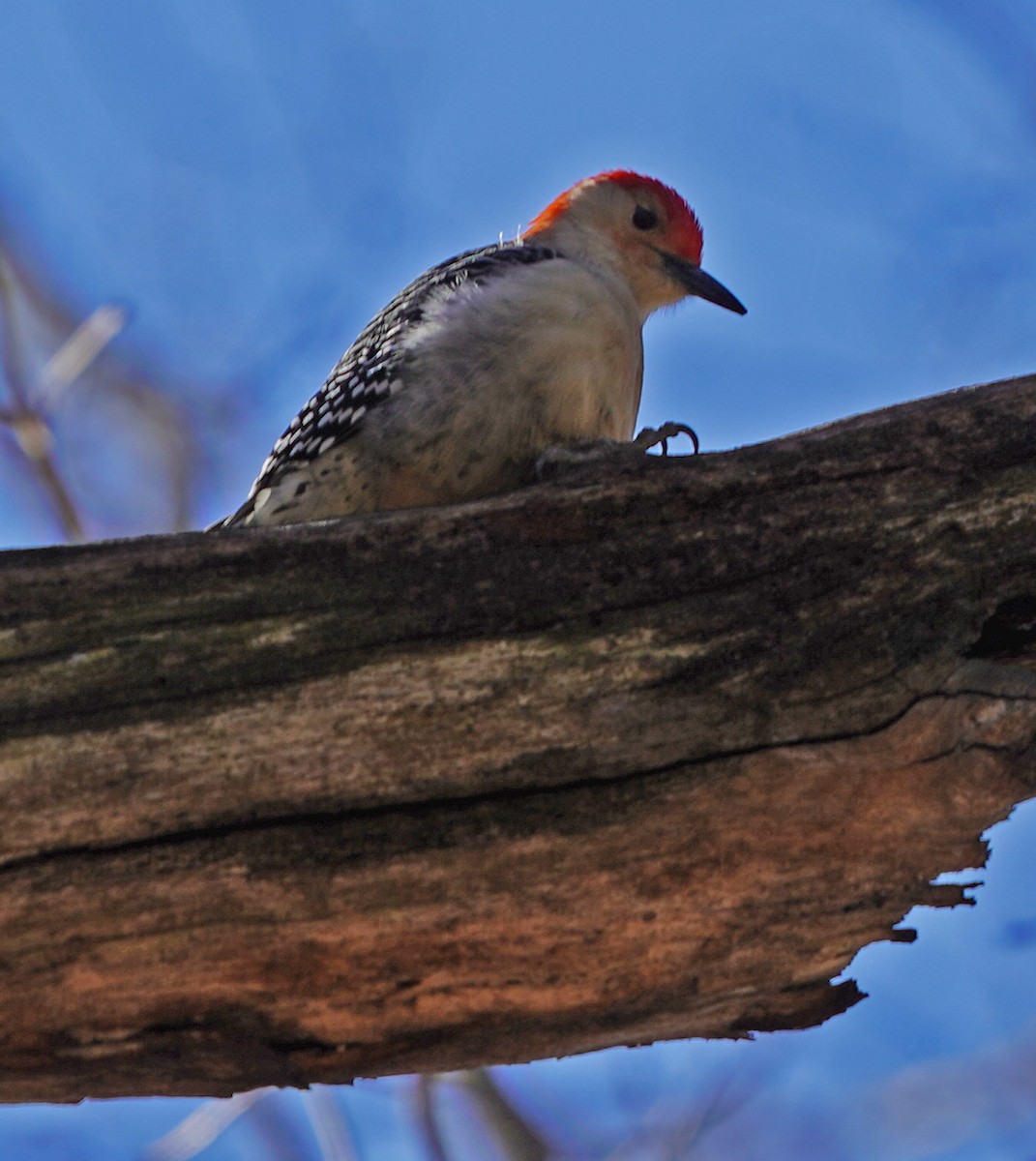 Red-bellied Woodpecker - ML296151931