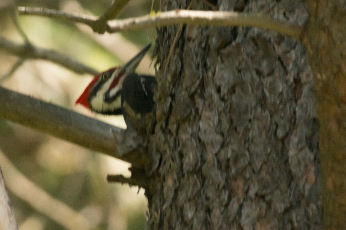 Pileated Woodpecker - ML29615551