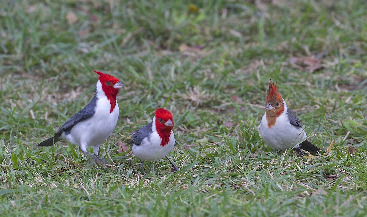Red-crested Cardinal - Eric Barnes