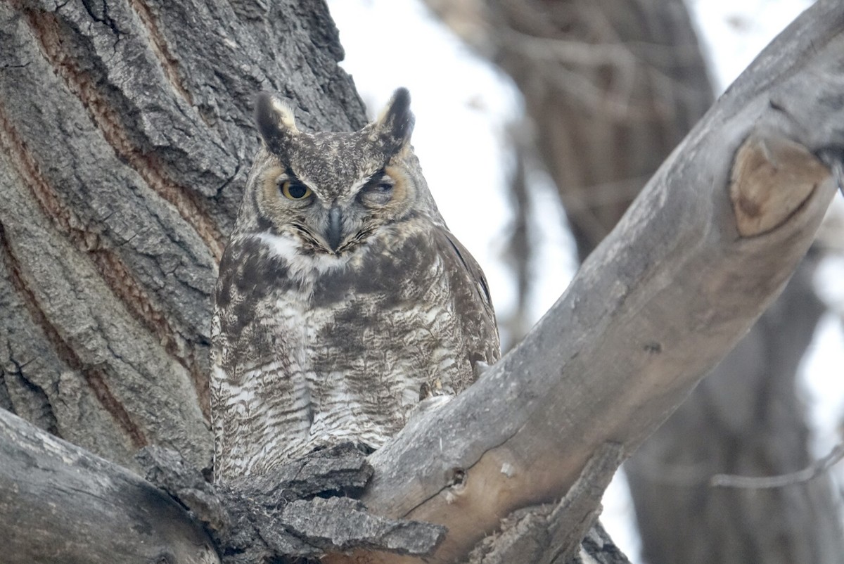 Great Horned Owl - ML296167861